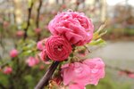 DSCN0571.JPG