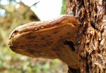 Im Wald 078.JPG