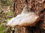 Im Wald 080.JPG