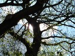 Im Wald 075.jpg