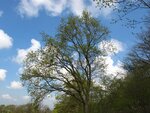 Im Wald 076.jpg