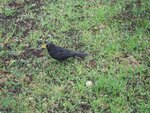 IMG_2592.jpg
