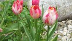 IMG_5185.jpg