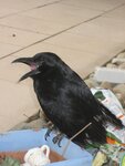 IMG_4371.jpg