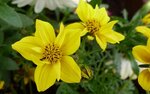 Gelbe Blüte.jpg