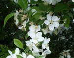 Weiße Blüten.jpg