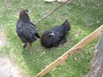 IMG_2627.jpg