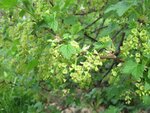 IMG_2614.jpg