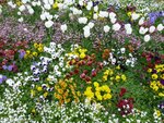 Bunter Blumenstrauß.JPG
