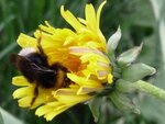 Hummel.JPG