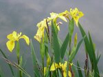 Lilien.jpg