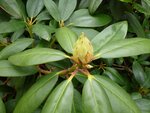Rhododendron 1.jpg