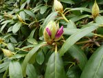 Rhododendron 2.jpg