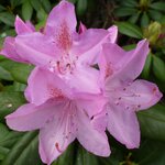 Rhododendron 3.JPG