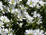 weiße Blüten.jpg
