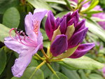 12.Mai 12 009.JPG