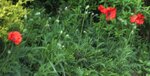 IMGP0297 Mohn.jpg