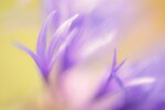 flockenblumenwelt4.jpg