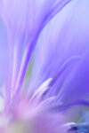 flockenblumenwelt1.jpg