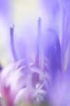 flockenblumenwelt3.jpg
