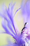 flockenblumenwelt2.jpg