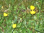 IMGP0305.jpg