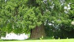 IMG_5559.jpg