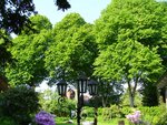 Bäume 003.jpg