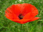 Mohn3.JPG