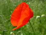 Mohn4.JPG