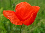 Mohn5.JPG