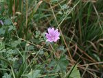 Wilde Malve (Malva sylvestris).JPG