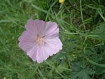 Rosen-Malve (Malva alcea).JPG