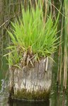 Gras auf Holz.jpg