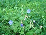 Wiesen-Storchschnabel (Geranium pratense).JPG