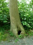 Baum mit Loch.JPG
