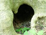 Baum mit Loch o.Blitz.JPG