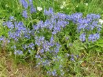 Blaue Blüten 1.jpg