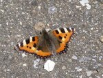 Schmetterling 1.JPG