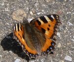 Schmetterling 2.JPG