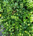 Pfennigkraut 1.jpg