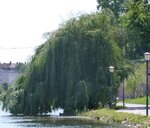 Trauerweide 2.JPG