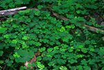 Waldsauerklee (Oxalis acetosella).jpg