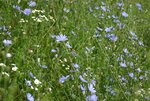Gemeine Wegwarte (Cichorium intybus).JPG