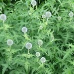 Kugeldistel 1.JPG