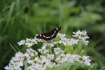 IMG_3664_800x533.JPG