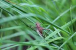 IMG_3681_800x533.JPG
