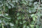 Gewöhnliche Traubenkirsche (Prunus padus).JPG