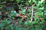 Preiselbeere (Vaccinium vitis-idaea).JPG