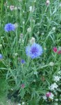 Kornblume 1.JPG